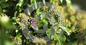 Red admiral, vanessa atalanta, Butterfly in flight, Taking off from Ivy, Hedera helix,