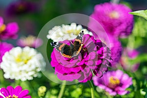 Red Admiral (Vanessa atalanta) butterfly on Zinnia elegans flowe