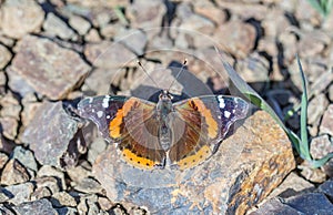 Red Admiral (Vanessa atalanta) perched on Mount Diablo ridgetop.