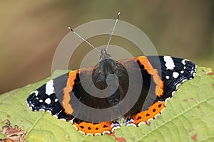 The red admiral Vanessa atalanta sitting on a leaf