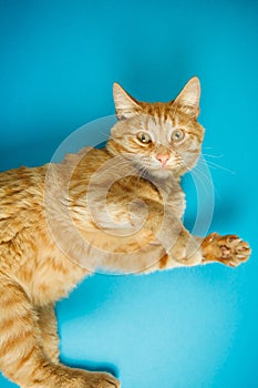 Red adorable cat with curious look on blue background.