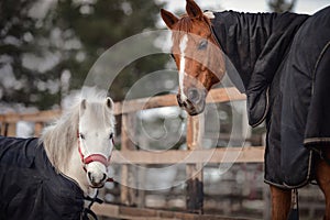 Red adult horse and white cute pony in blankets and halters in paddock