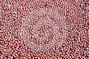 Red adzuki beans