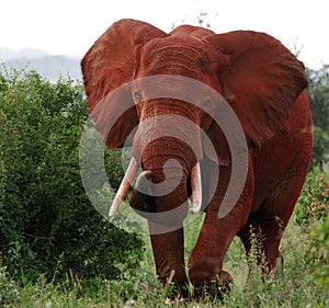 Red african elephant