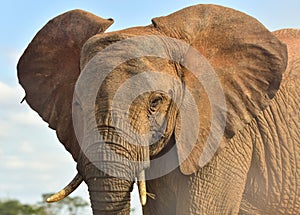 Red African Elephant, Kenya