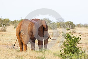 Red African Elephant in Kenya