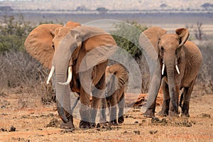 Red african elephant at Tsavo National park Kenya