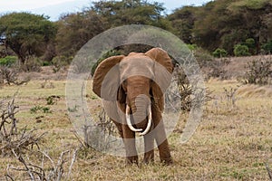 Red african elephant at Tsavo National park Kenya