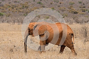 Red african elephant at Tsavo National park Kenya