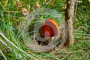 Red agaric mushroom under a tree on a lawn