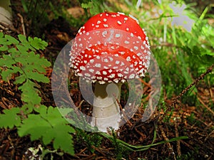 Red agaric toadstood mushroom in grass