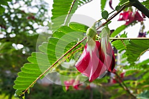 Red Agasta scientific name: Sesbania grandiflora beautiful flo