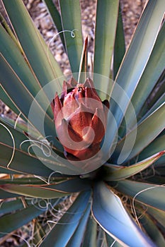 Red Agave flower in Grand Canyon National Park.