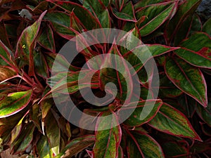 Red Aglaonema creta plant leaves