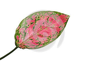 Red aglaonema foliage, Green leaves with bright pink veins, Exotic tropical leaf, isolated on white background with clipping path