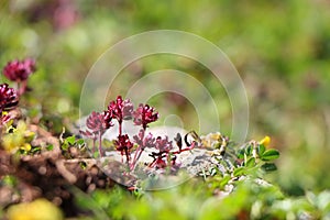 Red ajwain flowers in Himalayan meadow in green grass in colder region of peak of mountain used for medical purpose photo