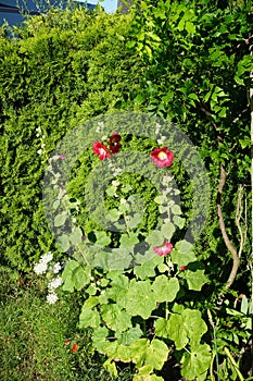 Red Alcea rosea blooms in July. Berlin, Germany