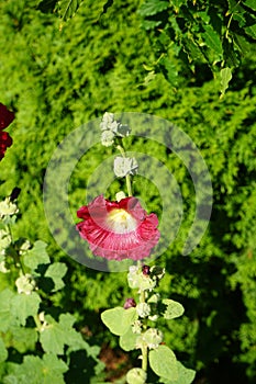 Red Alcea rosea blooms in July. Berlin, Germany