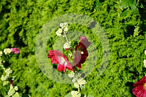 Red Alcea rosea blooms in July. Berlin, Germany