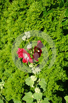 Red Alcea rosea blooms in July. Berlin, Germany