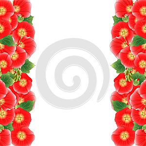 Red Alcea Rosea Border - hollyhocks, Aoi in the mallow family Malvaceae. isolated on White Background. Vector Illustration