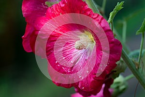 Red alcea rosea, common hollyhock flowers closeup selective focus