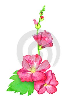 Red Alcea rosea common hollyhock, mallow flower stem with green leaves and buds, isolated hand painted watercolor illustration