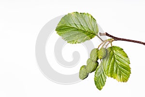 Red Alder Branch - Alnus rubra