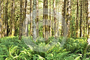 Red Alders and ferns,Quinault Temperate Rainforest