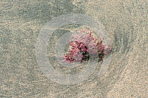 Red alga in the sand of a beach photo