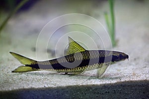 Red-algae eater (Crossocheilus langei).