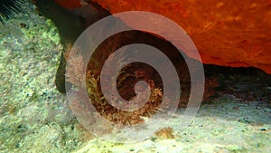 Red algae Red sea plume or Limu kohu Asparagopsis taxiformis undersea, Aegean Sea