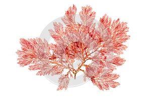 Red algae or rhodophyta branch isolated on white. Transparent png additional format. photo