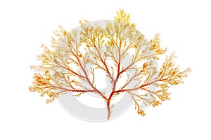 Red algae or rhodophyta branch isolated on white. Transparent png additional format. photo