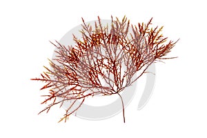 Red algae or Rhodophyta isolated transparent png photo