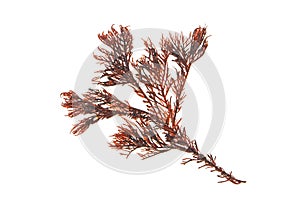 Red algae or rhodophyta seaweed isolated transparent png photo