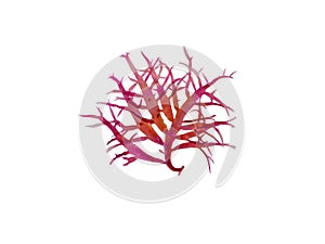 Red algae or rhodophyta seaweed branch isolated on white. Transparent png additional format photo