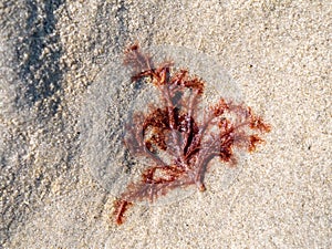 Red algae, Rhodophyta, washed on sand flat at low tide of Waddensea, Netherlands photo