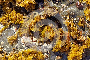 The red algae  Rissoella verruculosa on a rock