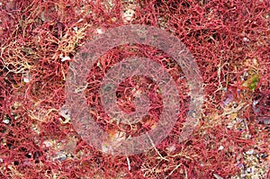 Red algae on sand closeup