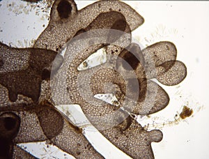 Red algae under the microscope