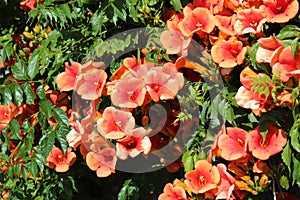 Red Allamanda in full bloom photo