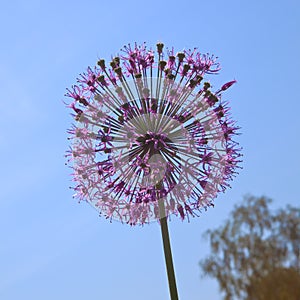 Red Allium flower