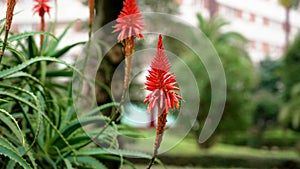 Red Aloe arborescens flowers of blooming succulent plant in botanical garden