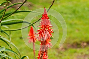 Red Aloe arborescens flowers of blooming succulent plant in botanical garden
