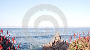 Red aloe cactus flower bloom, rocky beach, Monterey, California. Sea ocean waves