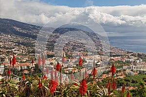 Red Aloe Vera in front of the city of Funchal