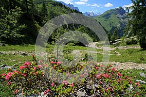 Red alp roses in the mountains