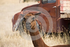 Red alpaca in paddock with old red truck in background