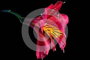 Red alsteromeria flower